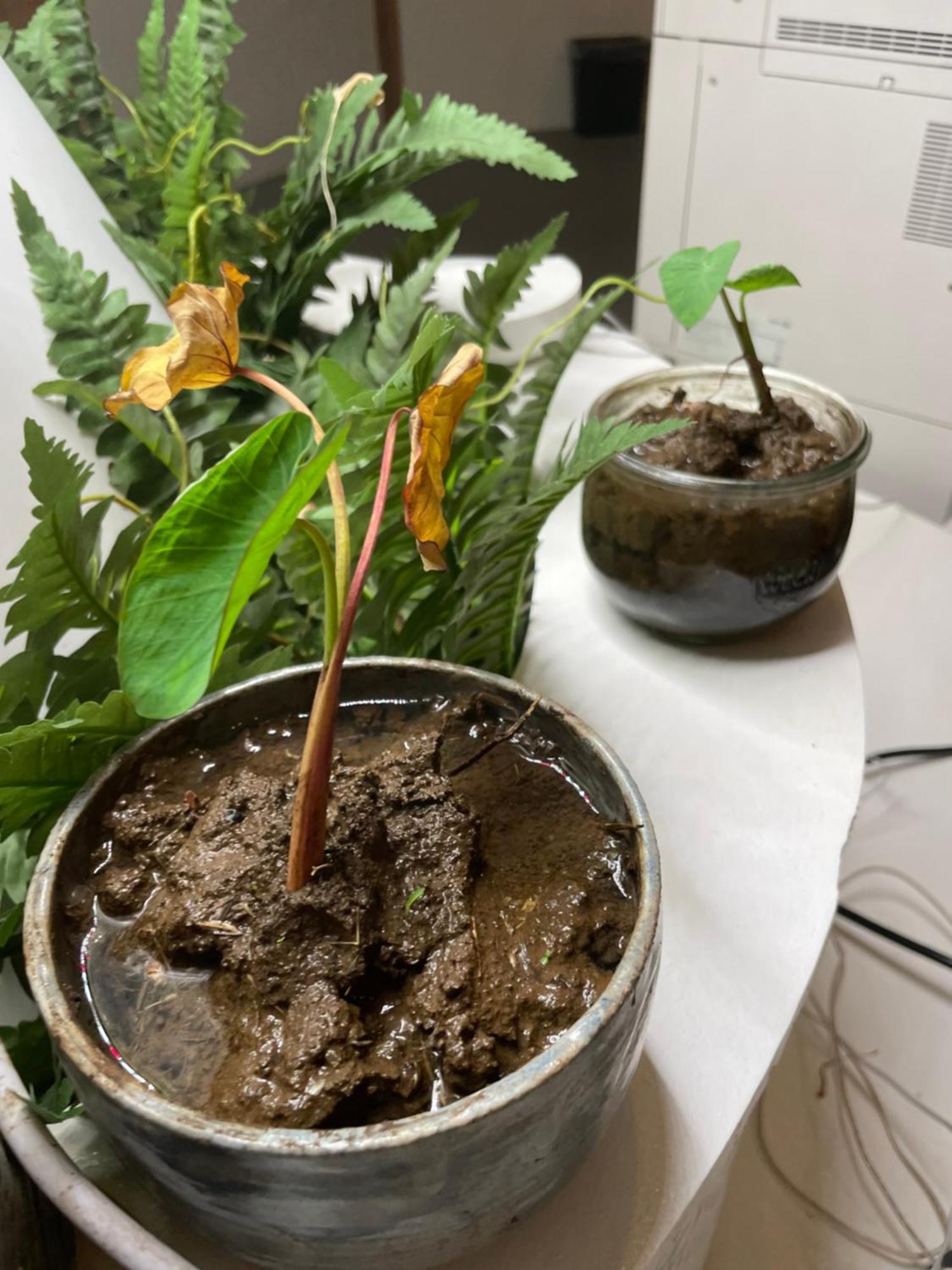 Doho Suites Honolulu Zewnętrze zdjęcie